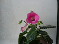 SAM_2406.webp