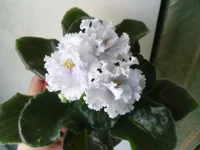 SAM_2408.webp