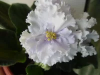 SAM_2409.webp