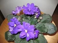 IMG_4011.webp