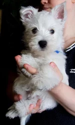 2013-04-21_1.webp