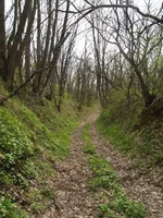  в лесу.webp