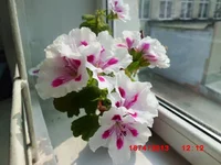  пелар.webp