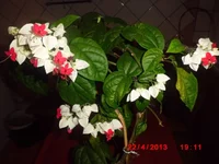 .webp