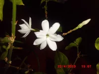 .webp