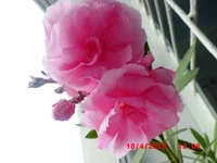.webp