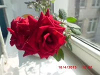 .webp