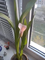  1 через 4 дня.webp