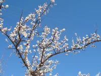 DSC08370.JPG