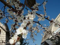 DSC08371.JPG