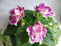  030.webp