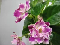  031.webp