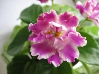  032.webp