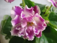 033.webp
