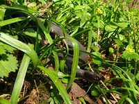 viper by specialist 2 (c).webp
