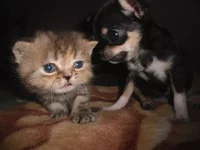 SAM_9110.webp