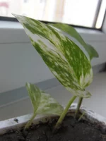 SANY0479.webp