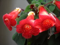 SDC13853.webp