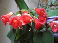 SDC13855.webp