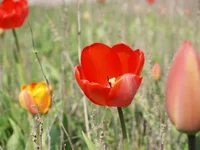 3. Тюльпаны на обочине.webp
