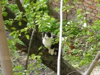 cat1f.webp