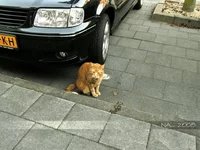 cat5f.webp