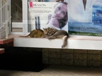 cat3f.webp