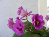 DSCF0204.webp