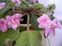 .webp