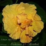 banana-1b.webp