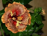 voodoo magic-2a.webp