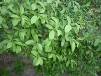 P1010925_новый размер.webp