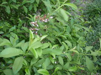 P1010926_новый размер.JPG