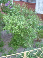 P1010927_новый размер.JPG