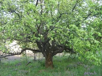 IMG_1541_1.webp