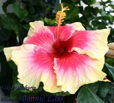 bonnie lass-4b.webp