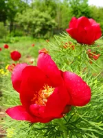 peony.webp