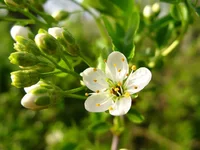 sloe.webp