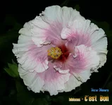 c'est bon-3.webp