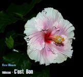 c'est bon-3c.webp