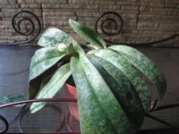 IMG_1768.webp IMG_1768.webp