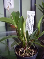 P5100054.jpg