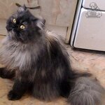 КотЭЭЭ.jpg