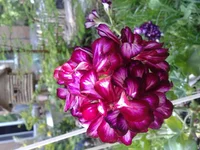 20130505_161728.webp