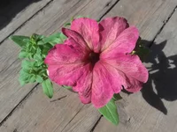 20130505_161815.webp