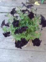 20130511_142049.webp