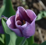 18.webp