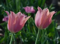  19.webp