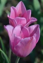  20.webp
