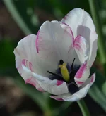 21.webp